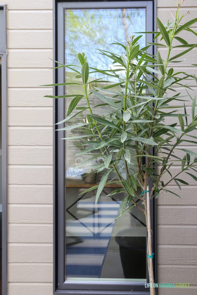 Oleander topiaries in a blue and white outdoor space.