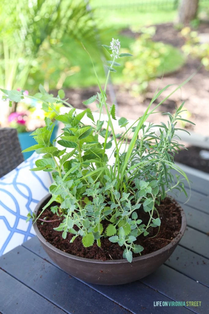 More herb plants in the pot on the outdoor table.