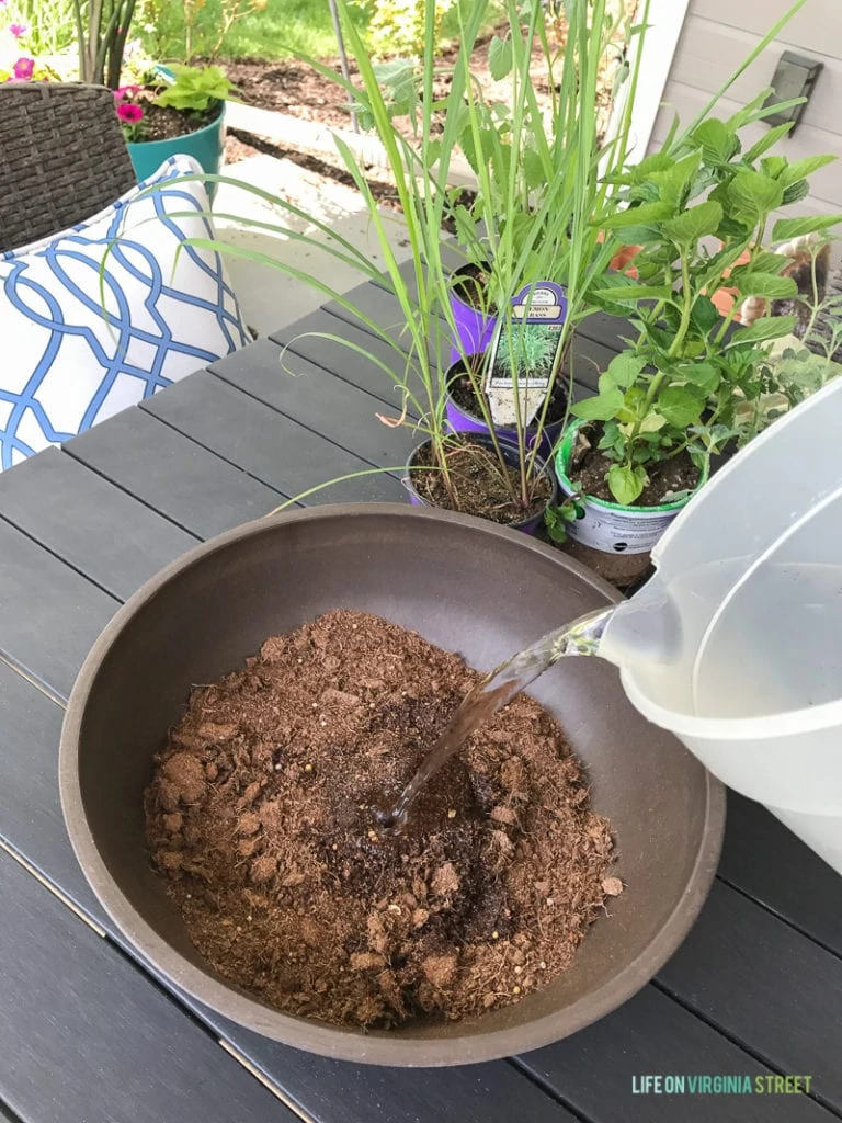 Pouring water on the soil.