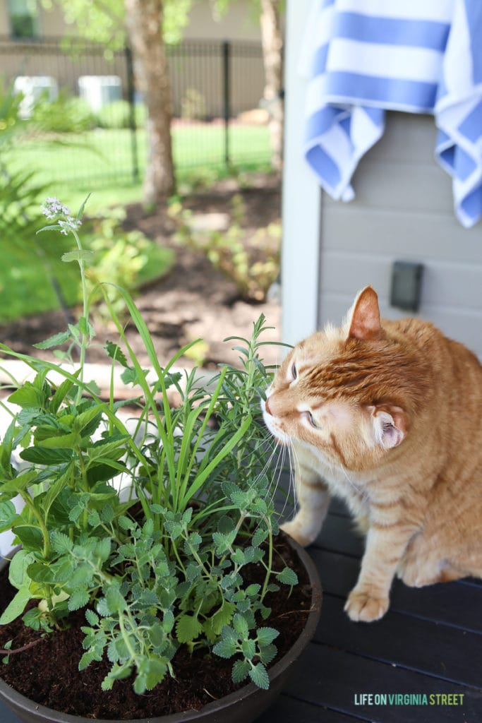 The orange cat tasting one of the plants.
