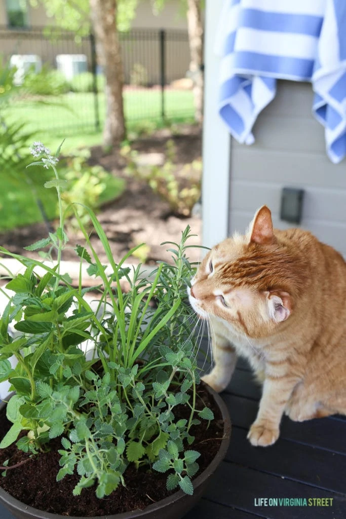 How to Grow Mint Outdoors - 8 Tips and Tricks - Dirt and Dough