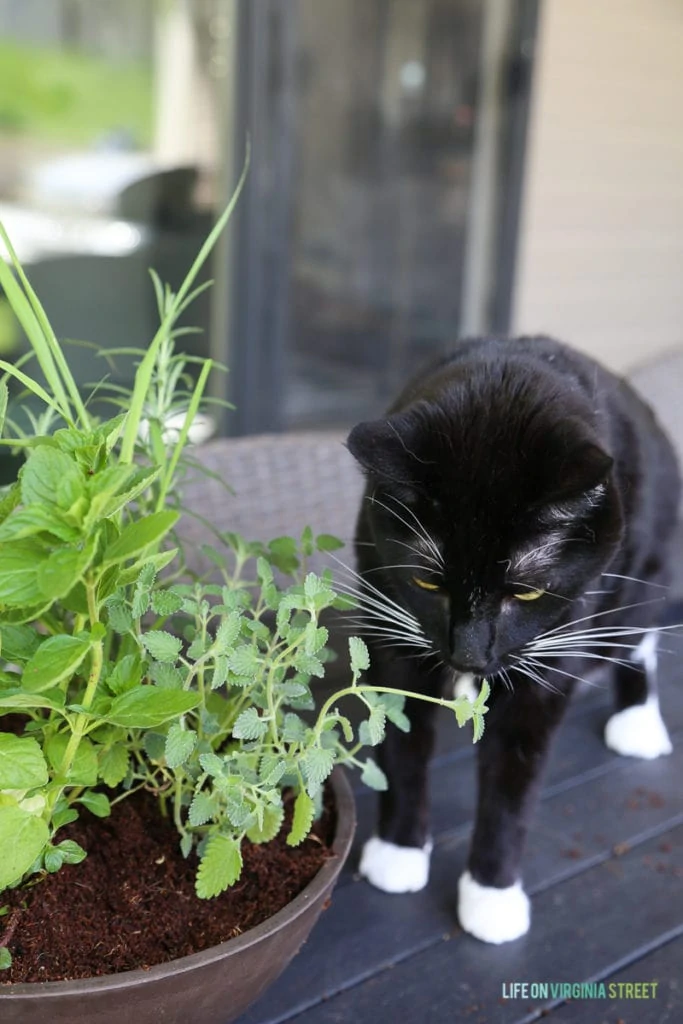 A black cat with white paws sniffing the herbs.