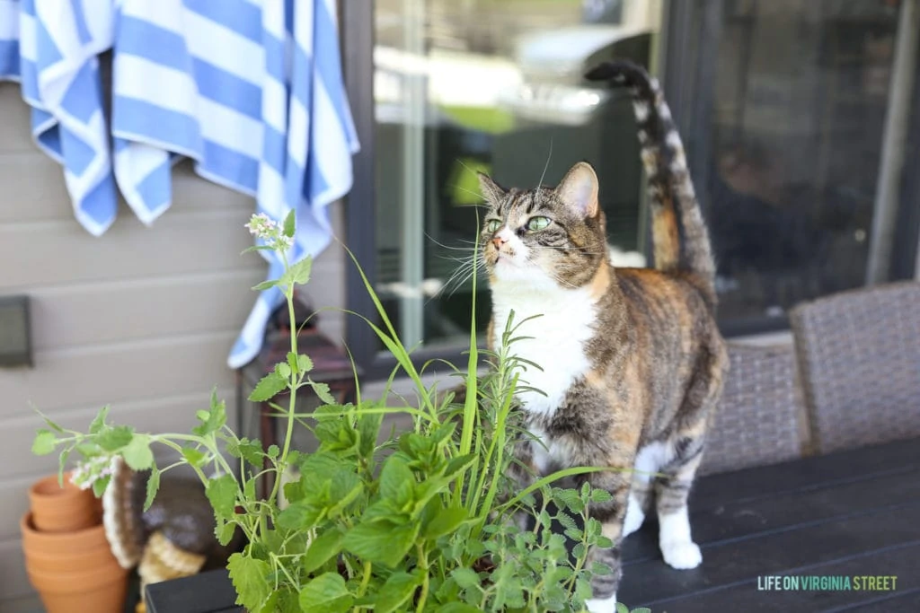 A multicolored cat by the herb plants.