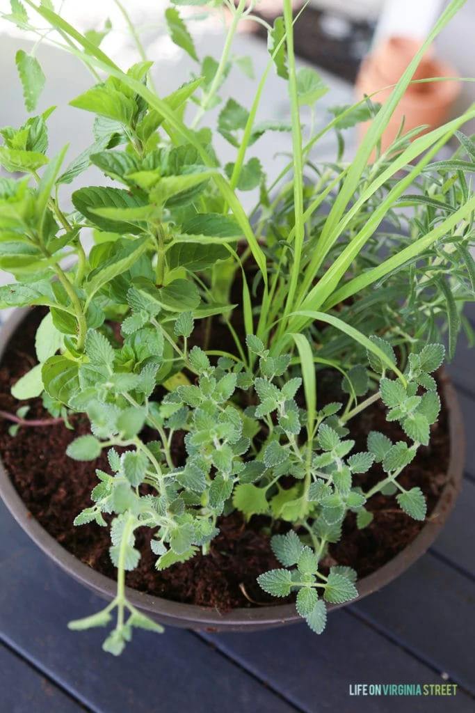 Up close picture of the green herb plants.