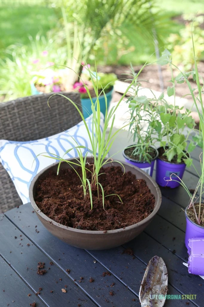 The pot with the small herb plant in it on the table.