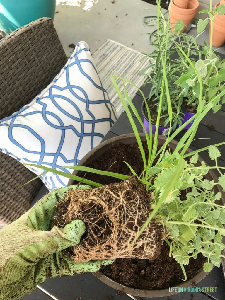 Putting a small herb plant into the planter.