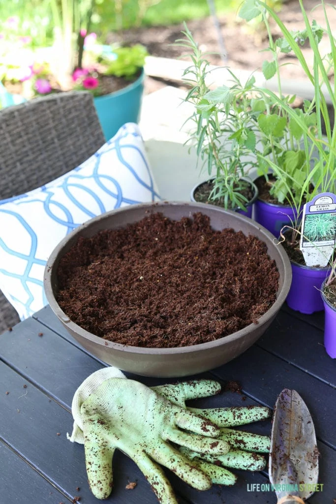 The watered soil in the pot with dirty gardening gloves beside it.