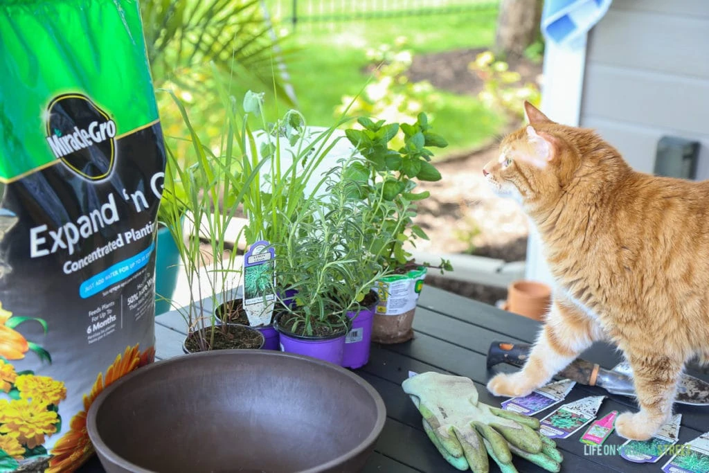 An orange and white cat on the outdoor table near the gardening supplies.