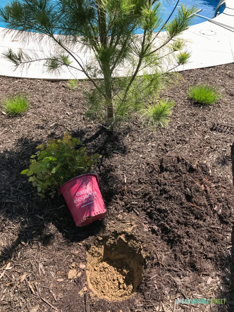 The pot of Easy Elegance lying on its side ready to be planted.