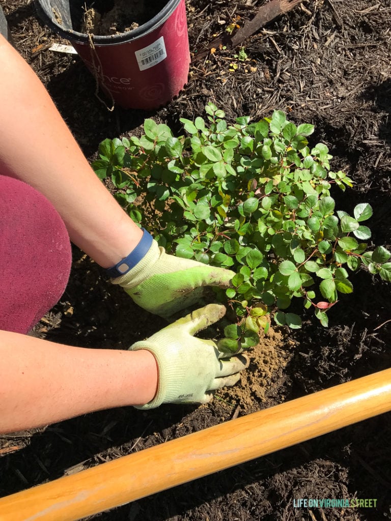 A woman with gardening gloves on putting the plant in the hole that was dug.