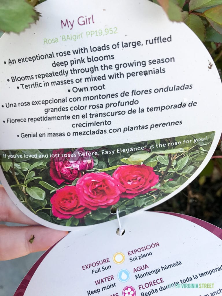 The back of the tag for the roses explaining how to plant and grow.