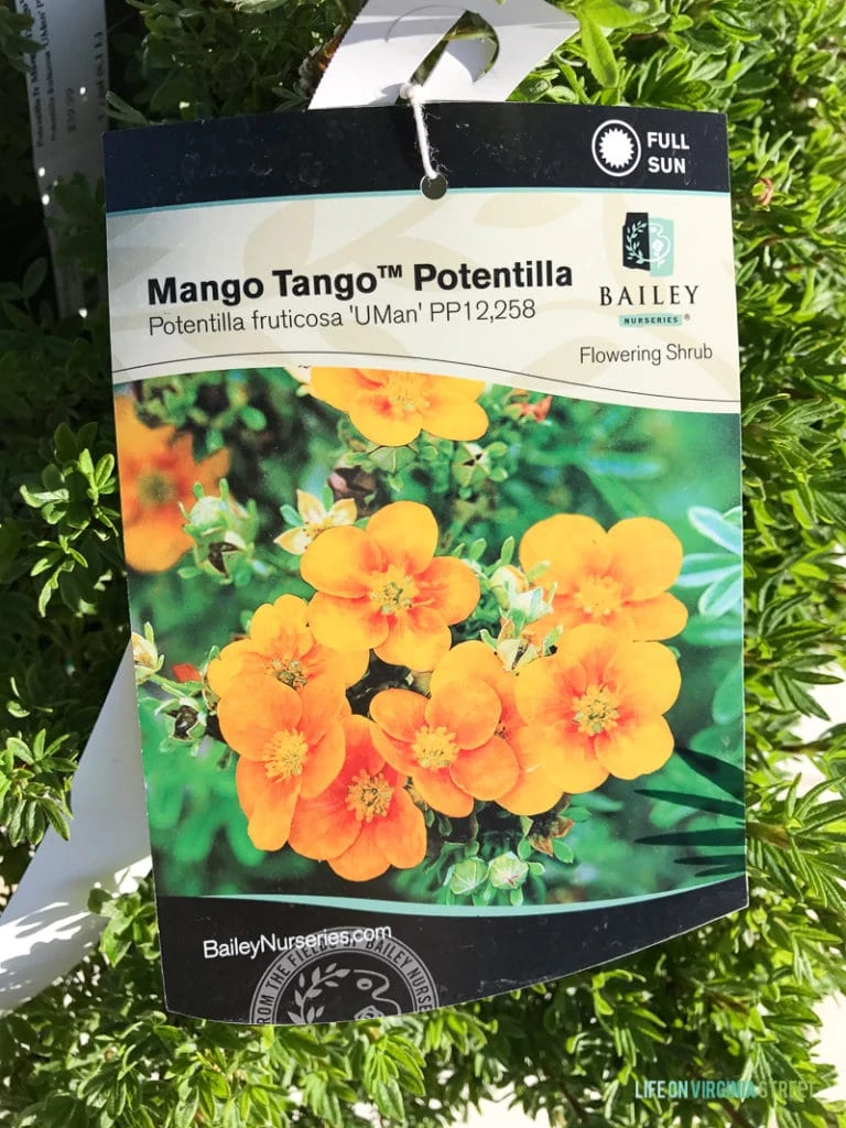 A tag for the Mango Tango Potentilla.