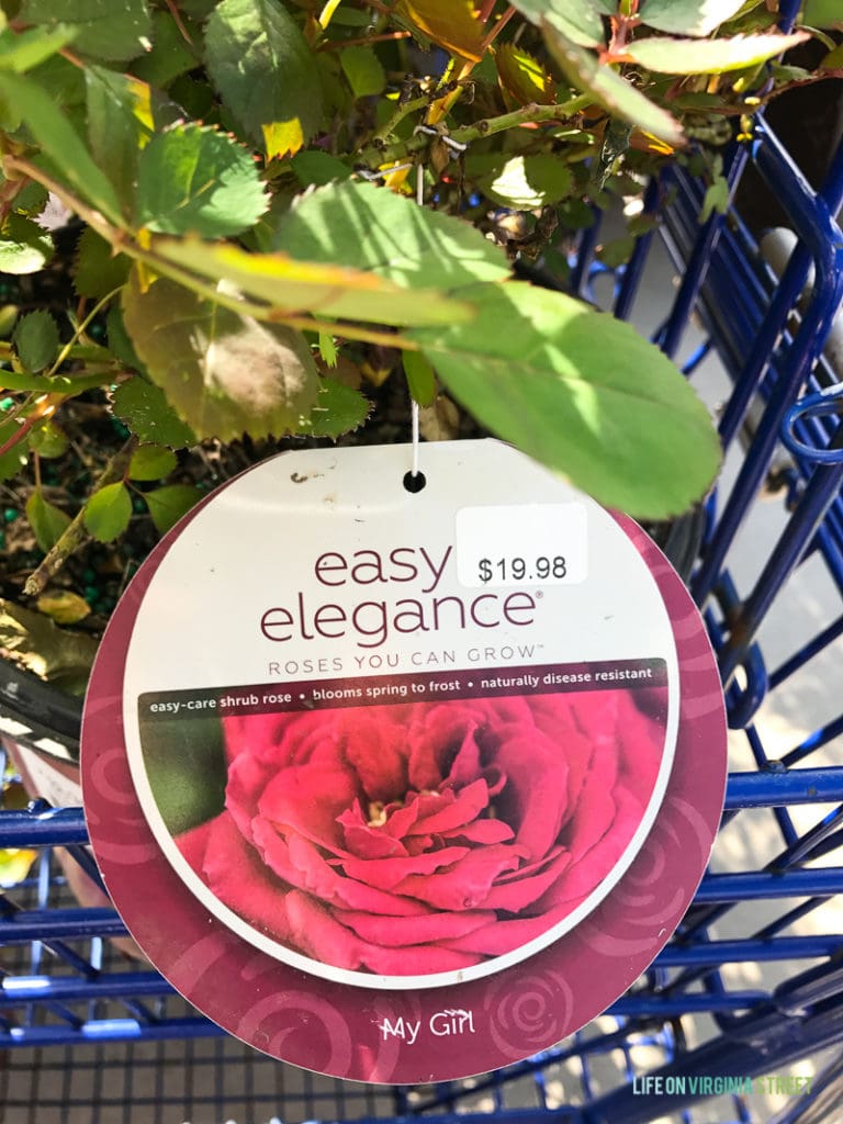 Easy Elegance roses with the tag still on the plant.