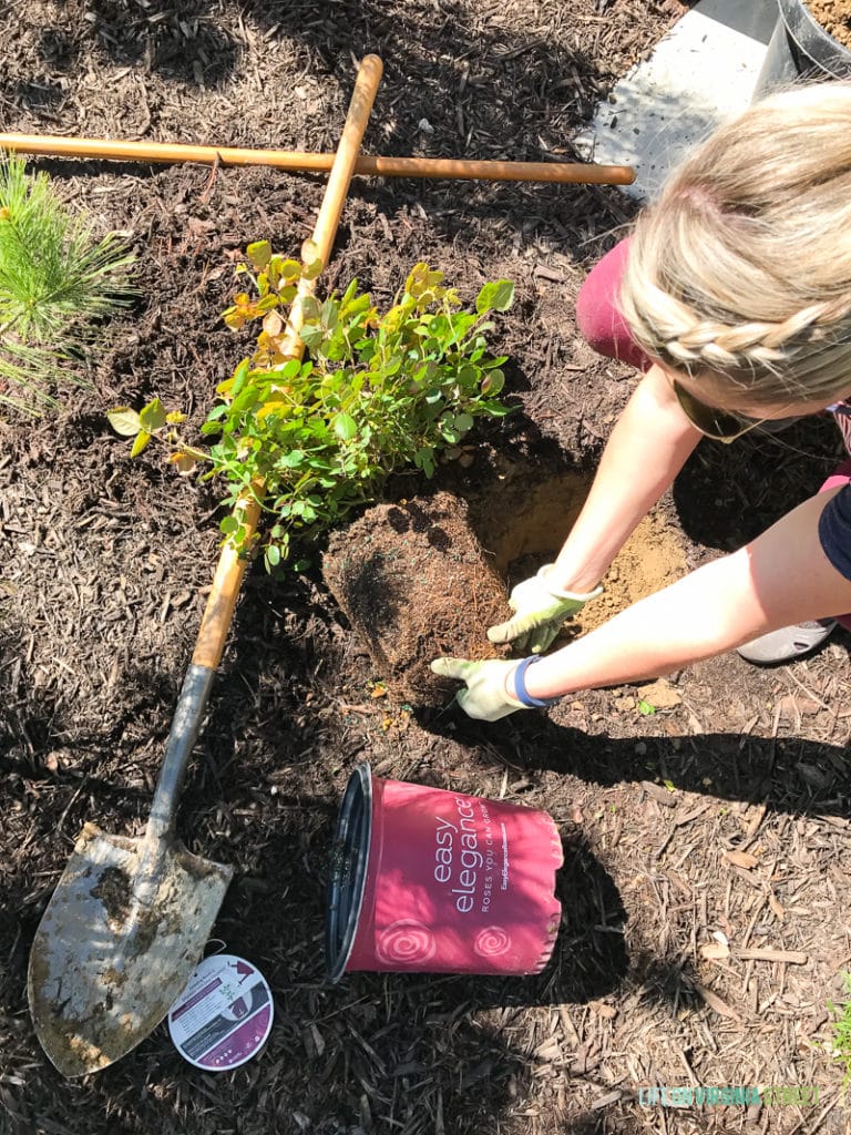 Digging the hole to plant the roses and a woman putting the plant in the hole.
