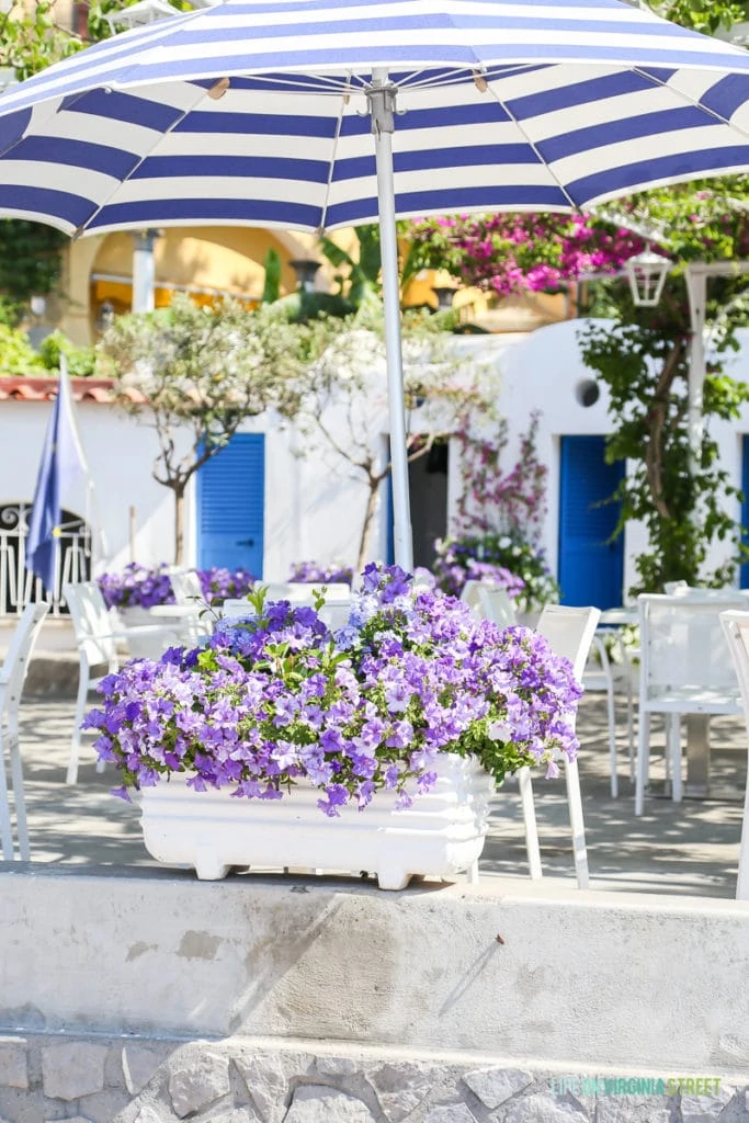 Purple flowers in planters on the patio.