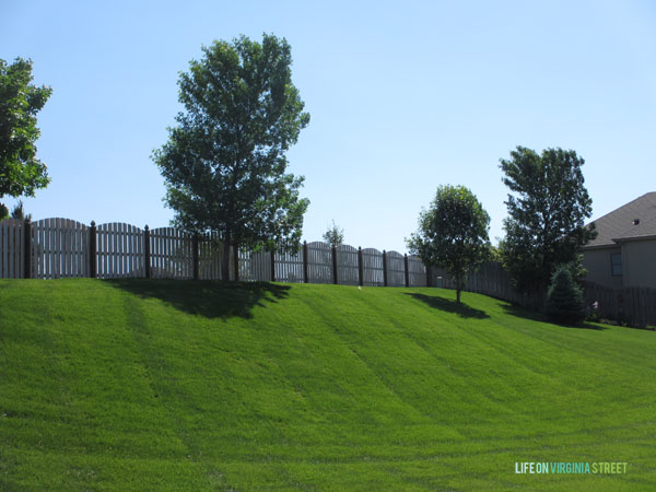  You can see our back fence line and the tall trees in the far edge of our lawn.