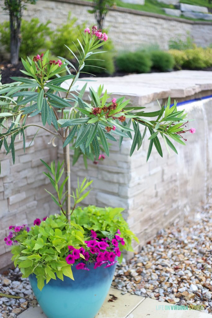 Oleander, magenta petunias, potato vine and oleander in a blue resin pot.