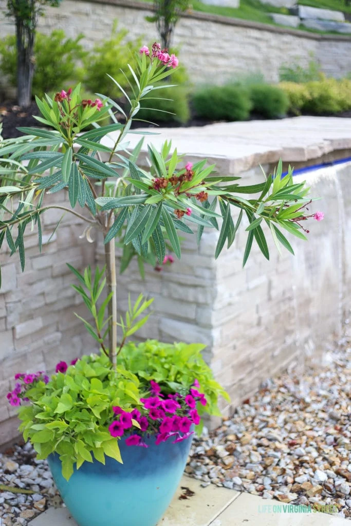 Planter by pool and waterfall with oleander tree, hot pink petunias, and lime green potato vines.