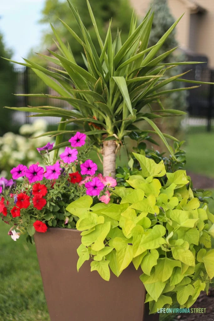 Tall planter with yucca, petunias, jasmine and potato vines. 