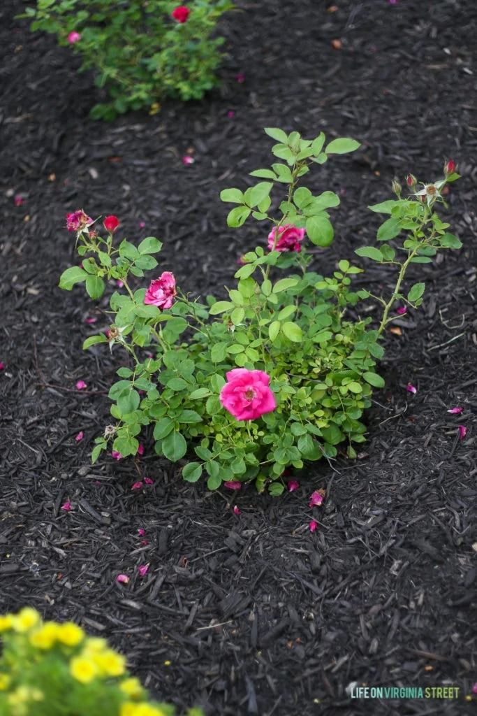 The rose shrub in the garden with dark mulch offsetting the green leaves.