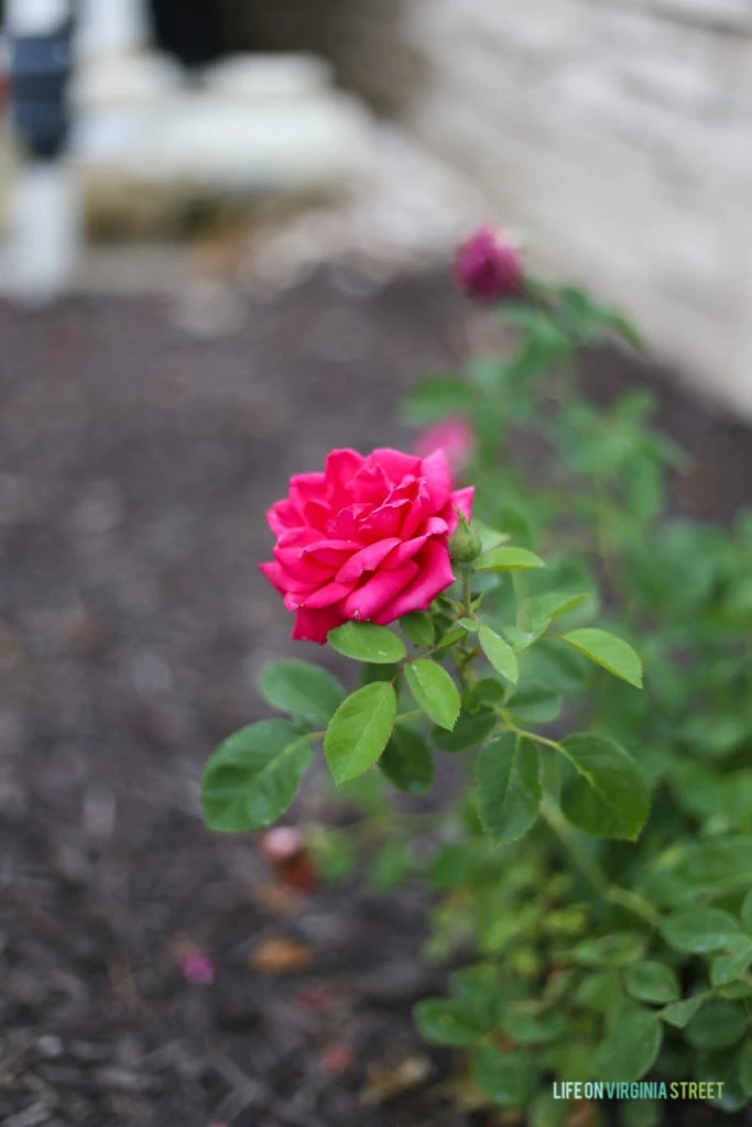 Focusing on the single bright pink rose bloom.