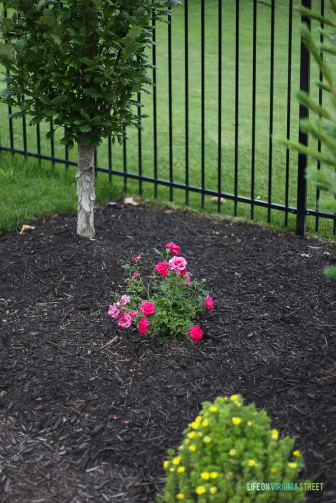 Beautiful Easy Elegance Roses are a great way of Adding Color To A Backyard. They are low-maintenance and bloom all summer long! #EasyElegance #ad #RosesYouCanGrow