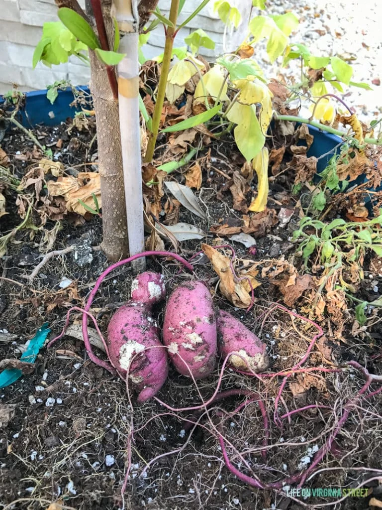 Potato vine in planter with small purple potatoes lying in the dirt.