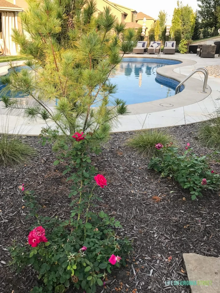 Pink rose bushes beside unground pool.