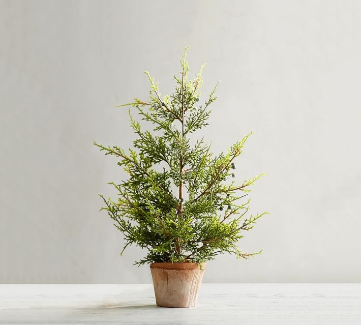 This adorable juniper tree is the perfect addition to your home.