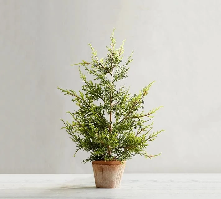This adorable juniper tree is the perfect addition to your home. 