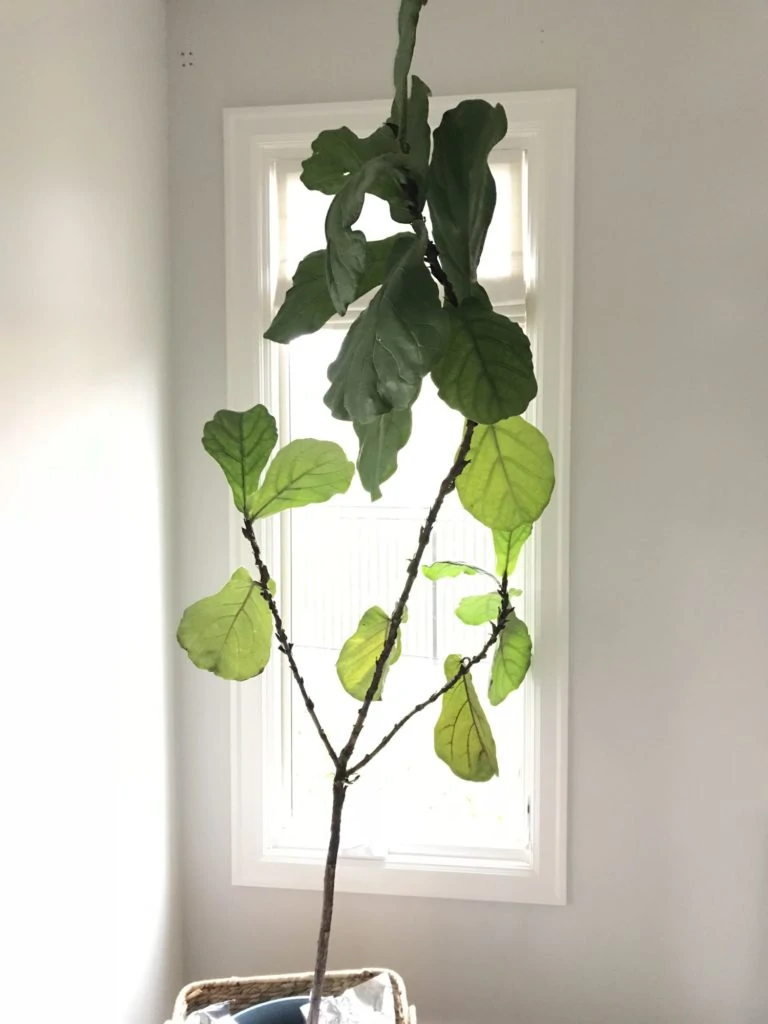 My fig tree - sadly it's not doing so well.
