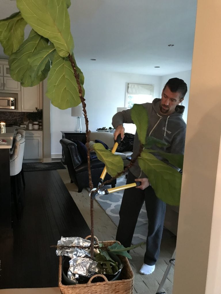 Kurtis cutting my fig tree into pieces. It's clearly not going to make it so we're putting it out of it's misery.