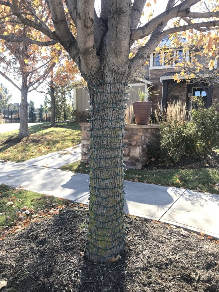 One of our outdoor trees, all wrapped up with Christmas lights to celebrate the season!