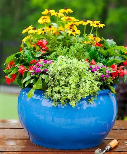 A small bright blue pot filled with red and purple flowers.