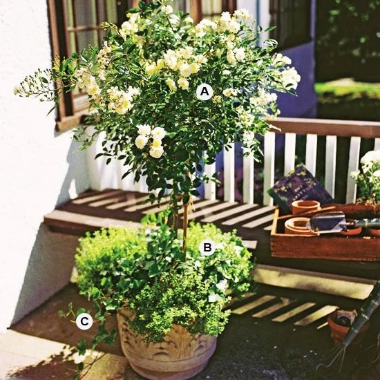 A tall topiary flowering plant on a deck of a house.