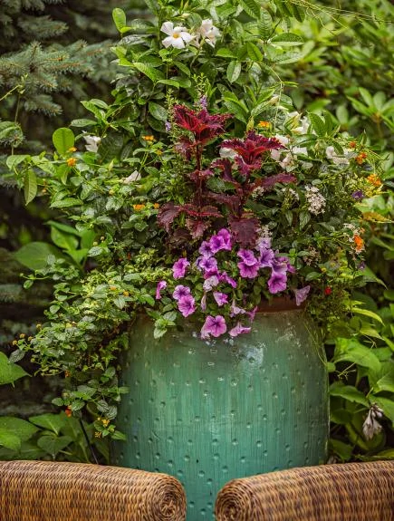 A light green pot filled with purple flowers and greenery.