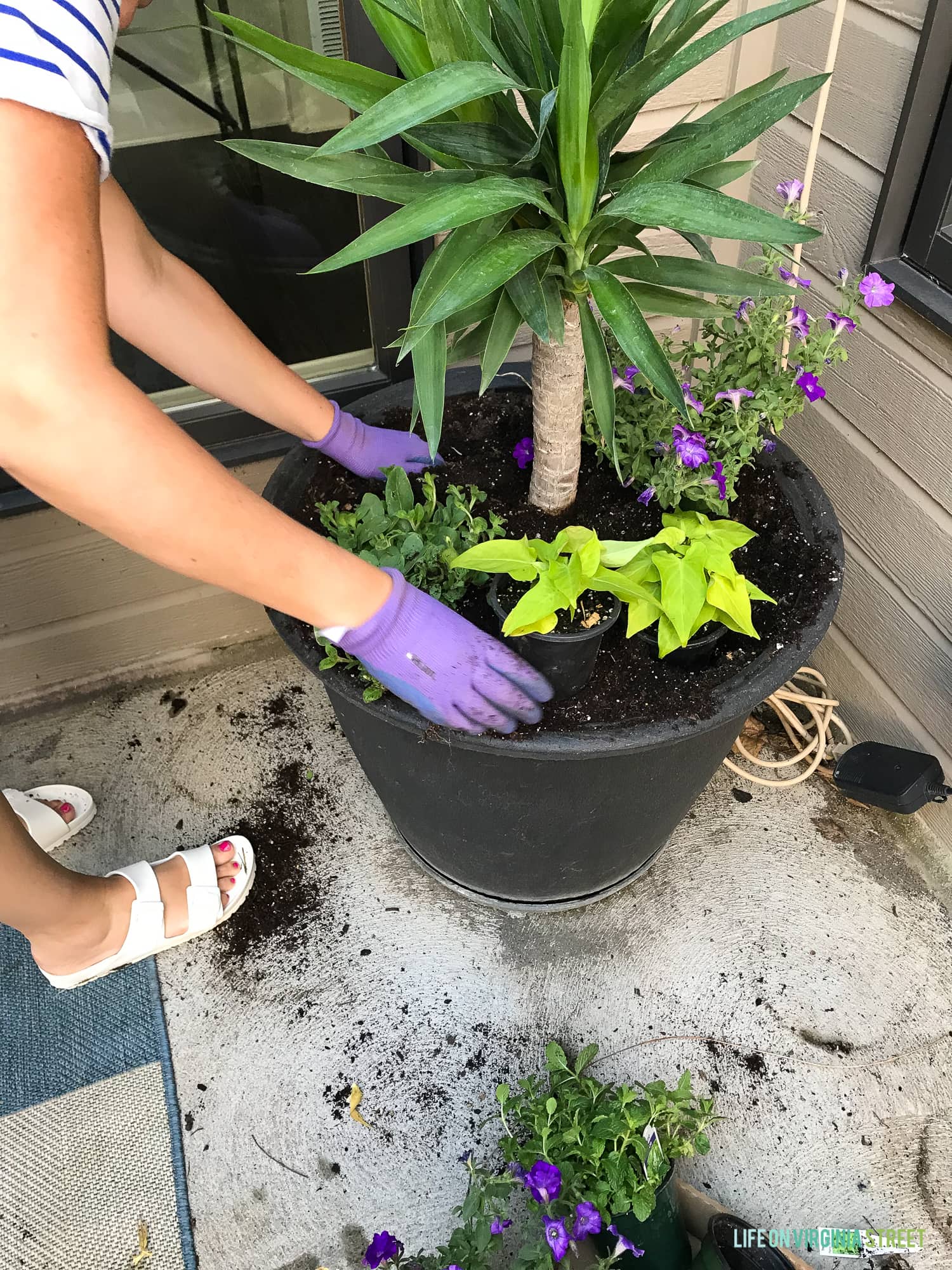 Tutorial How to Plant Flowers in a Pot Life On Virginia Street