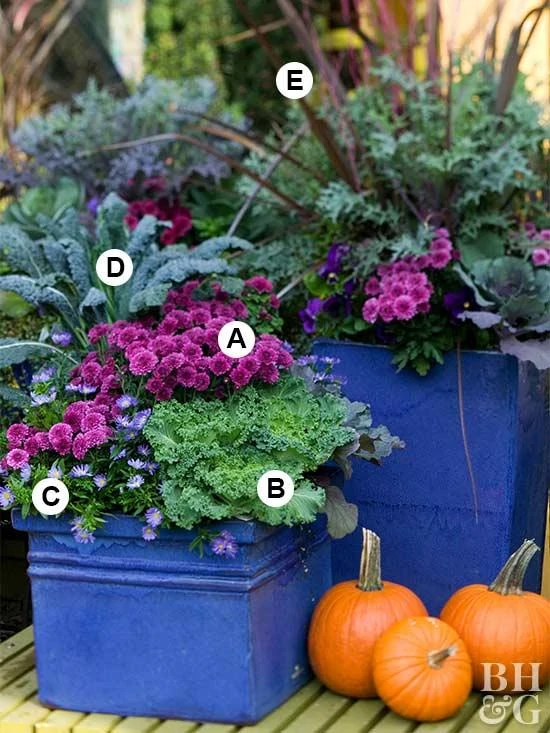 Bright blue planters with lettered plants in them and pumpkins beside the planters.