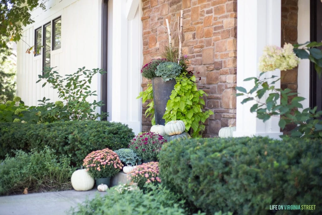 Large planter beside front door filled with kale and a bright green vine trailing down.