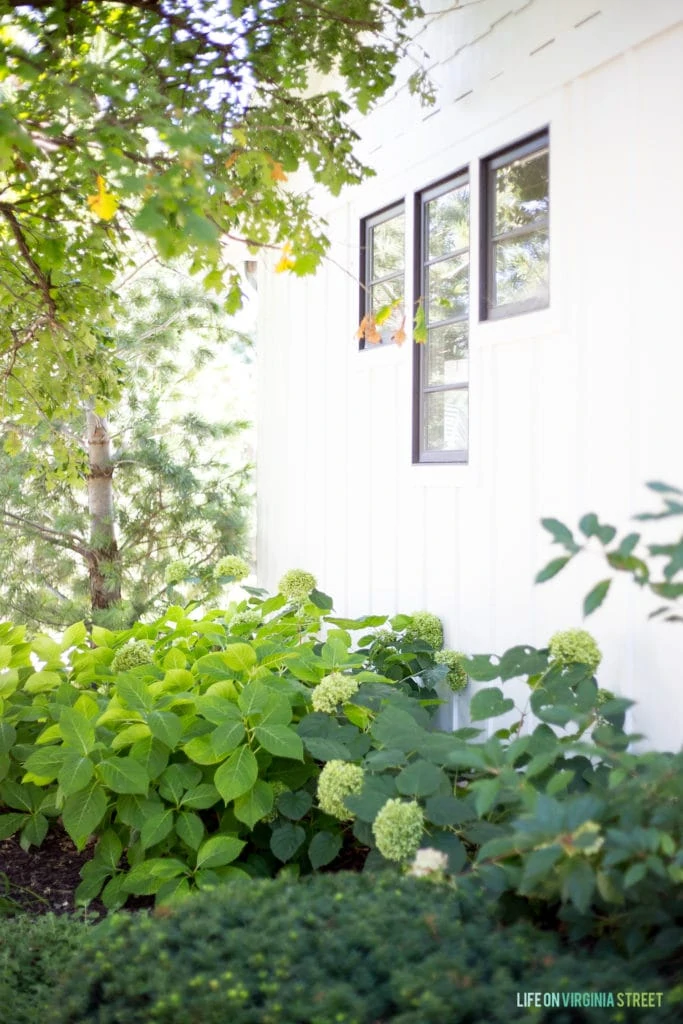 Light green and dark green shrubs beside house.