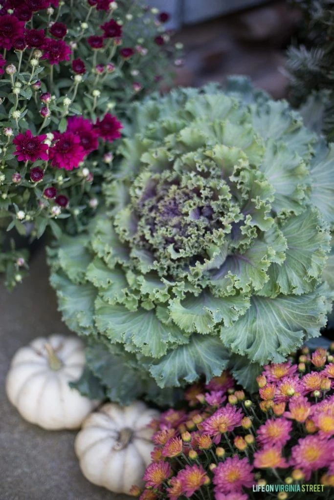 Close up view of kale and purple and pink flowers.