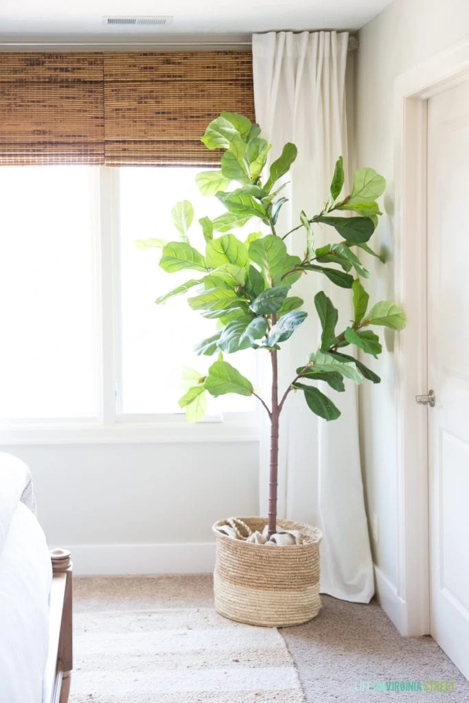 A faux fig leaf plant is beside the window.
