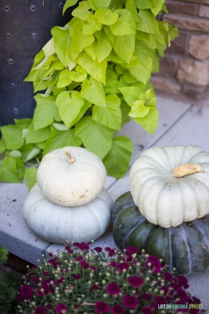 Bright green vine with white pumpkins beside it.