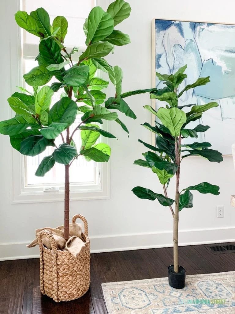 The 7' faux fiddle leaf fig tree from Pottery Barn compared to the budget-friendly version from QVC.
