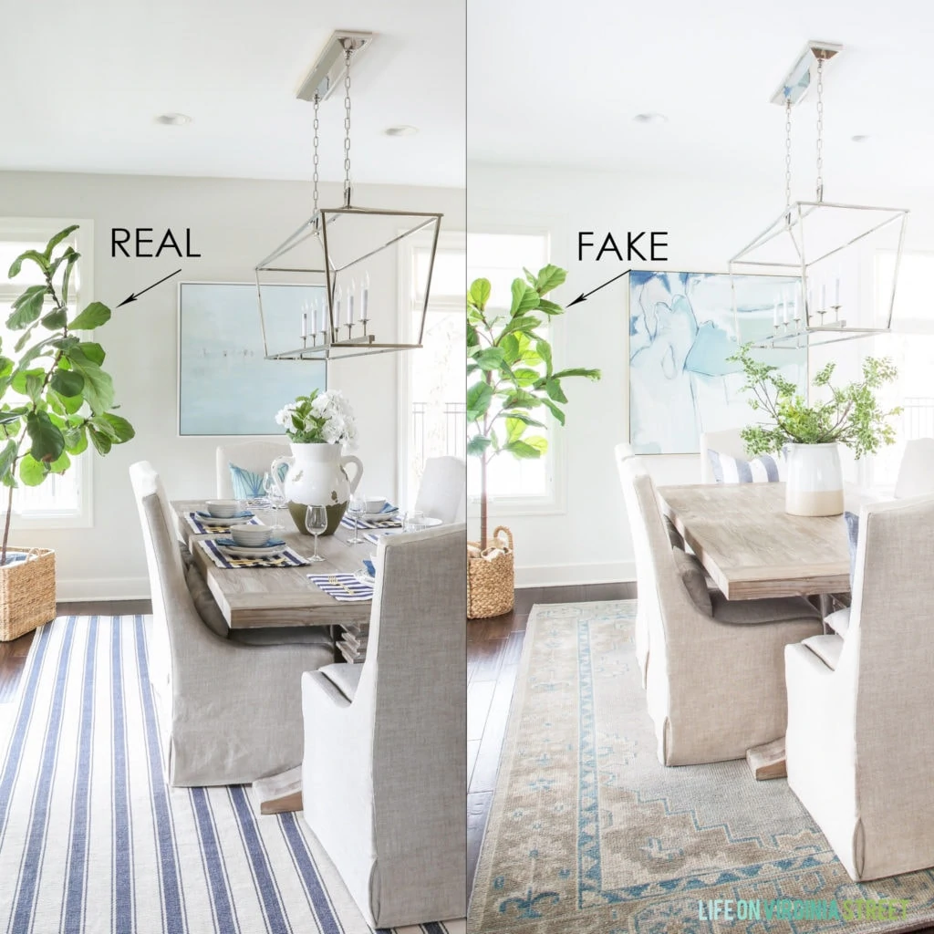 A real fiddle leaf fig tree versus a faux fiddle leaf fig tree both shown in the same dining room.