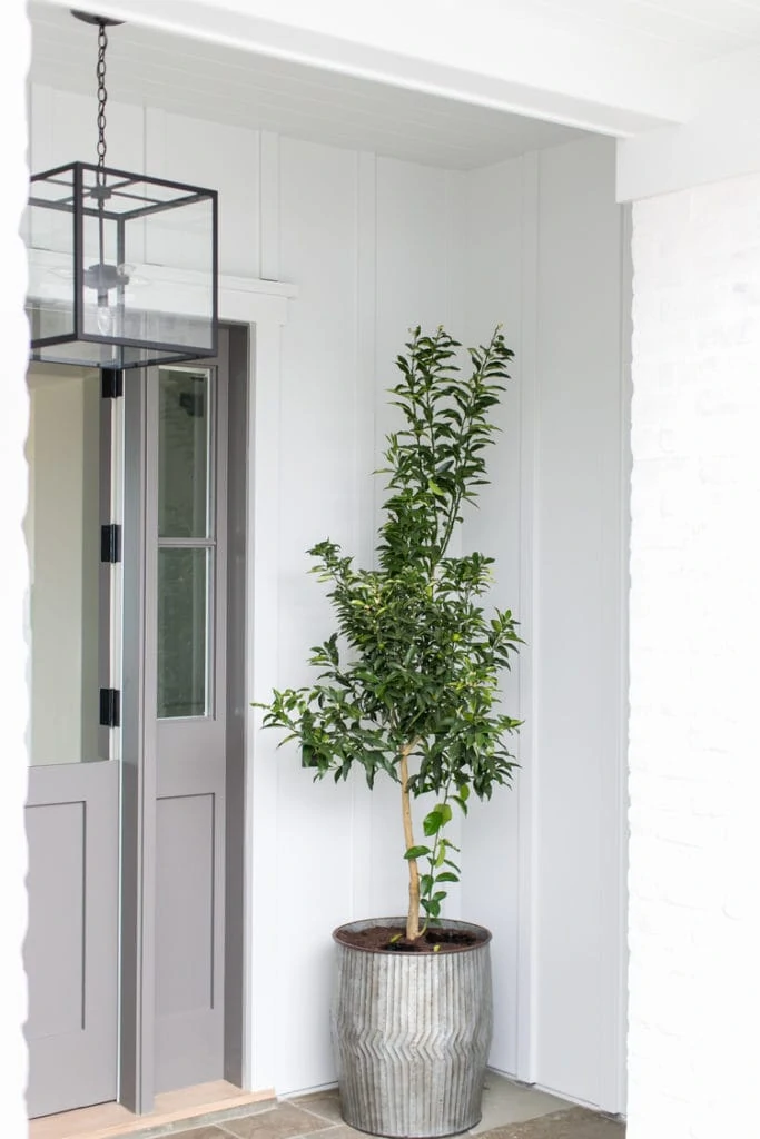 A simple small tree in a galvanized planter on a front porch with a grey door.