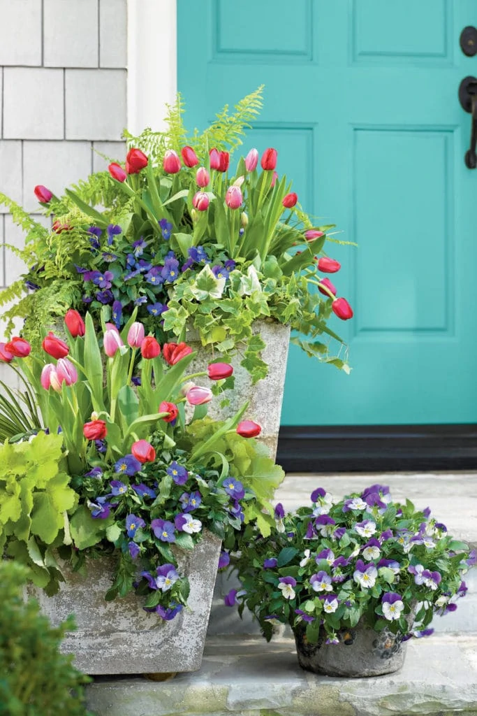 A beautiful spring front porch with gray shaker shingles, a turquoise front door and planters filled with tulips, ferns, pansies and ivy.