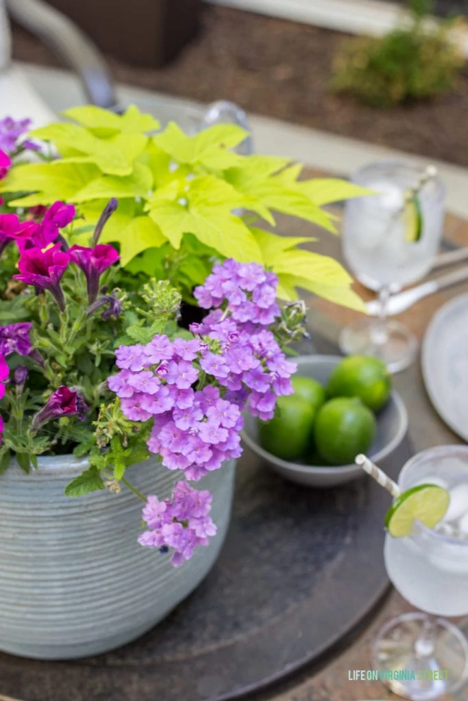 The large potted plant in the middle of the table with a bowl full of fresh limes beside it.