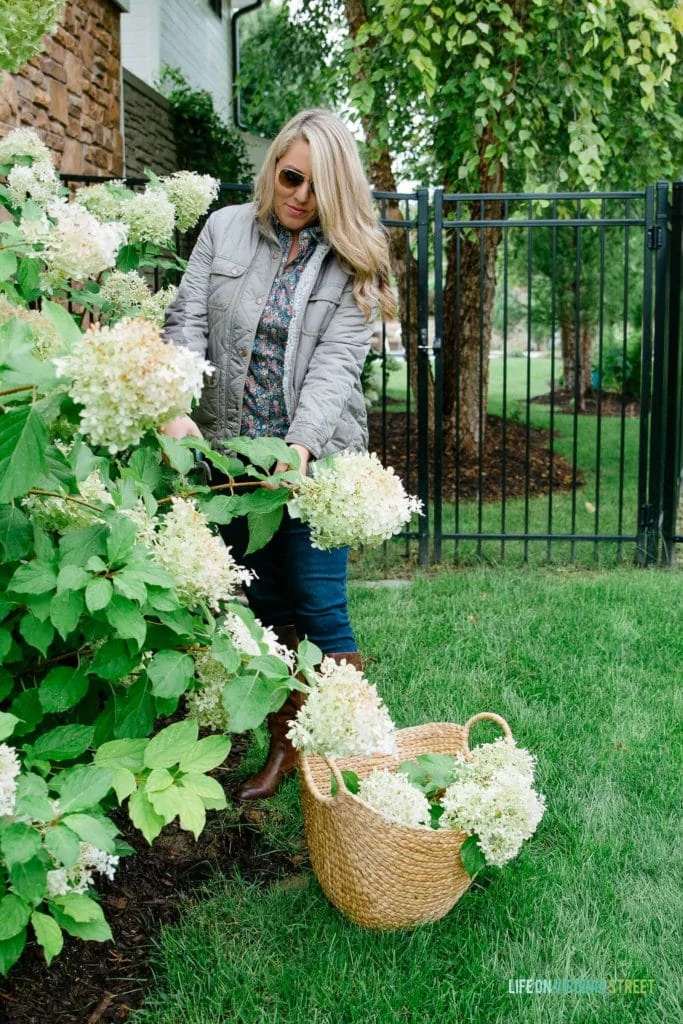 Sarah cutting a branch from the hydrangea bush full of white flowers.