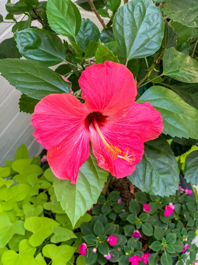 A bright pink hibiscus flower in a planter with sweet potato vines and impatiens.
